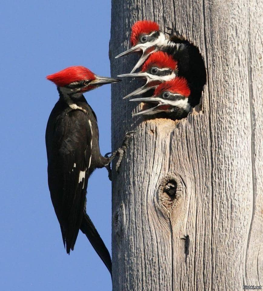 Очень маленькая информация о дятеле