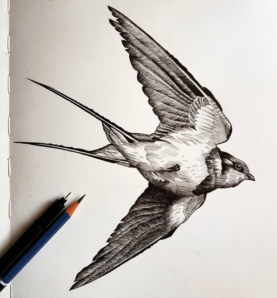 Ласточка рисунок карандашом