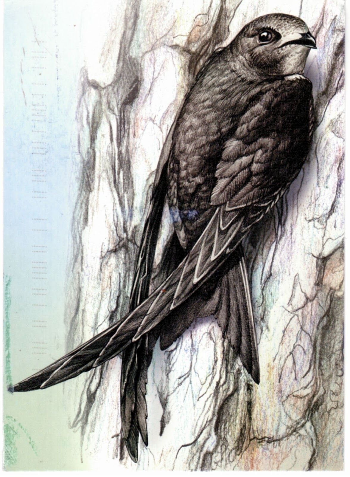 Ласточка Графика