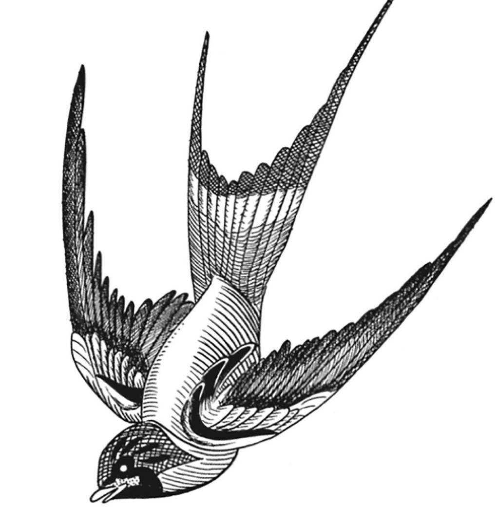 Ласточка картинки для детей нарисованные