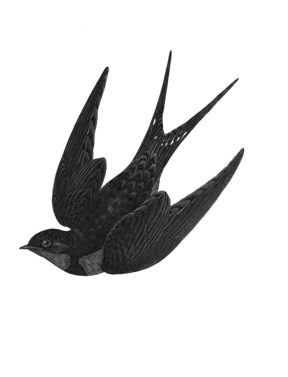 Стриж птица раскраска