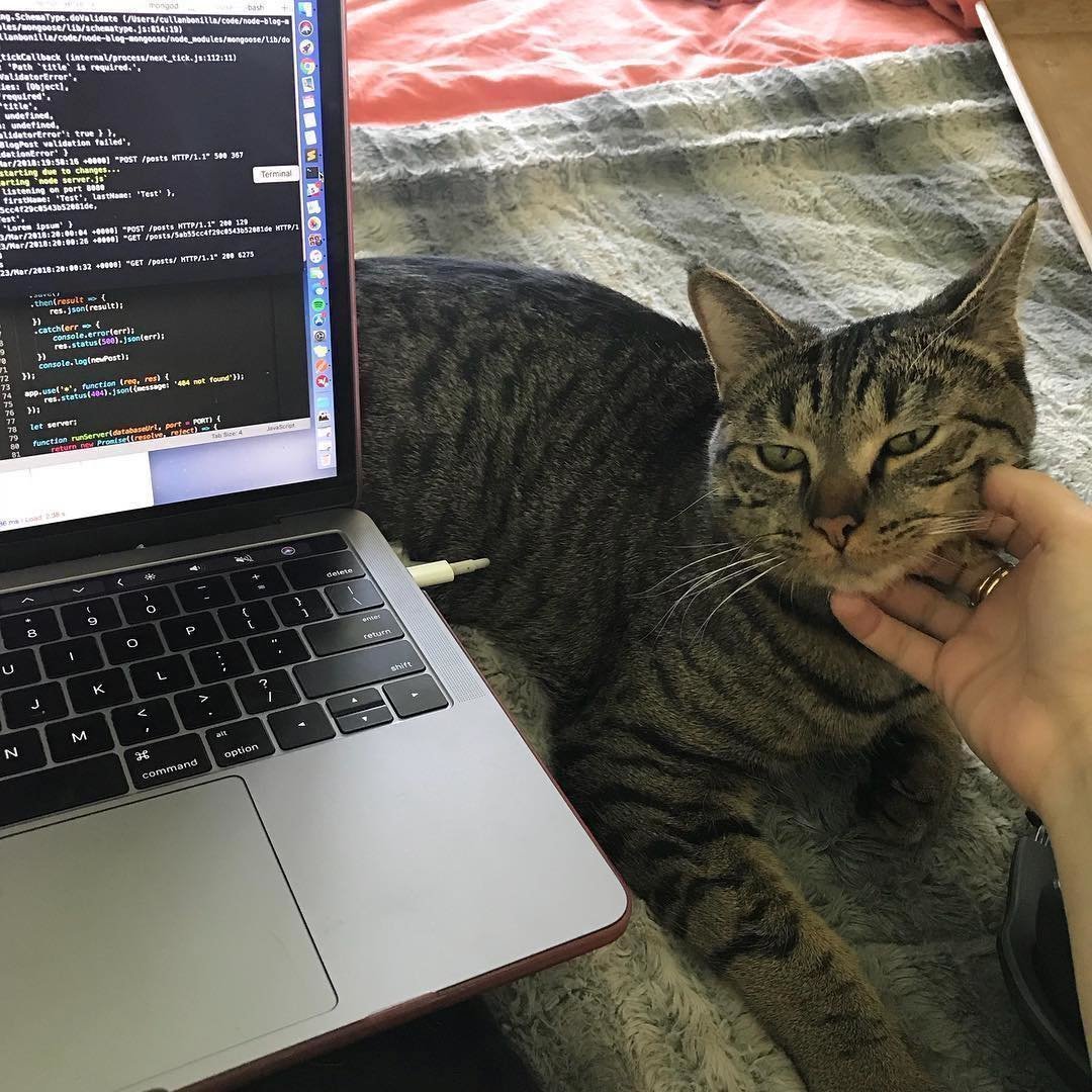 Кот программист ПК