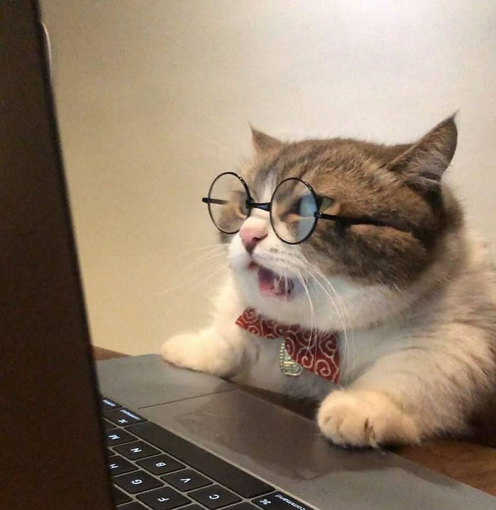 Кот в очках за компьютером