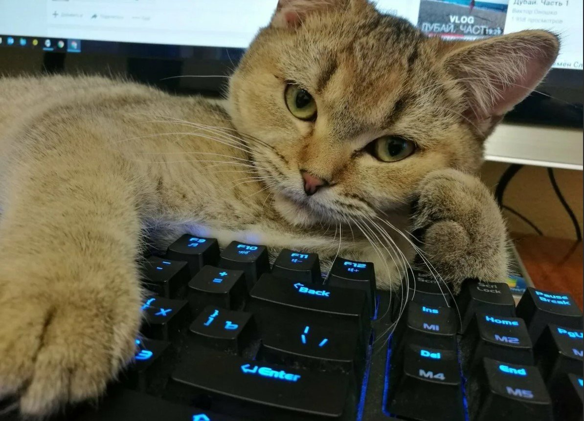 Кот на клавиатуре