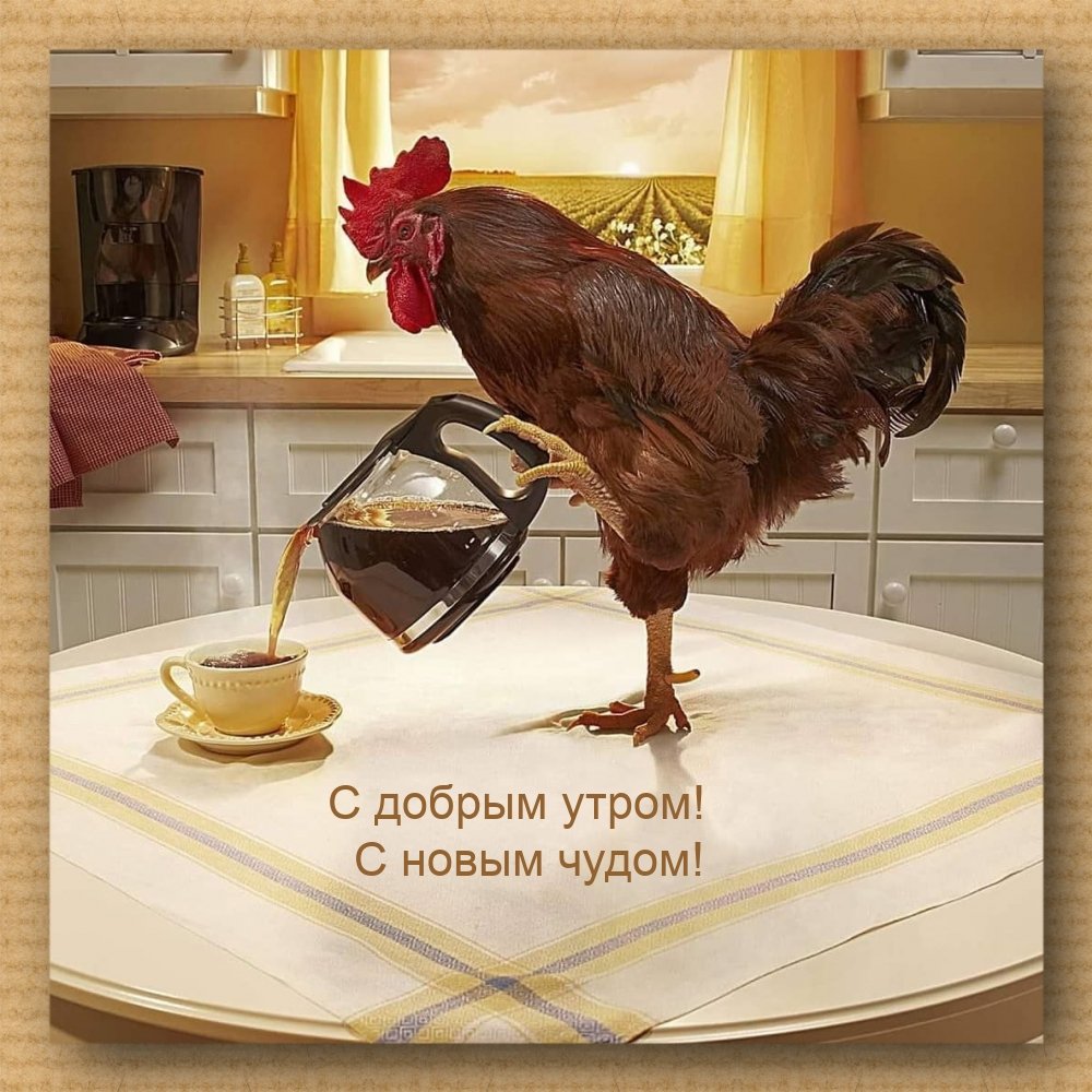 Доброе утро с петухом