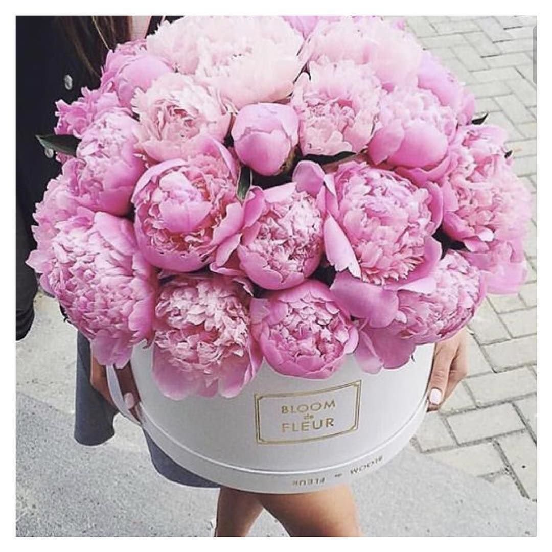 Эквадорские пионы