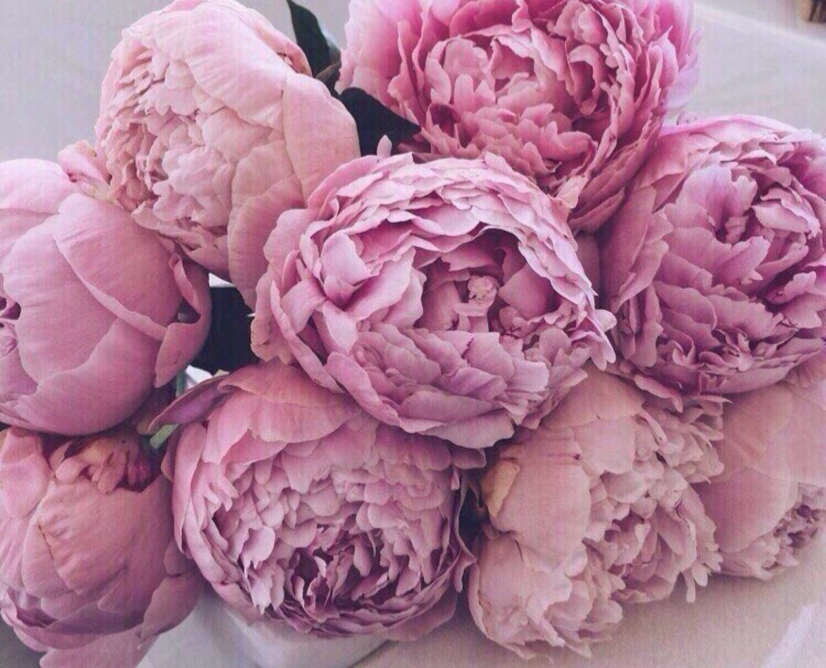 Пион Bouquet perfect