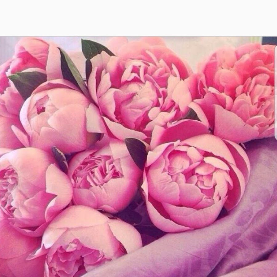 Любимые пионы