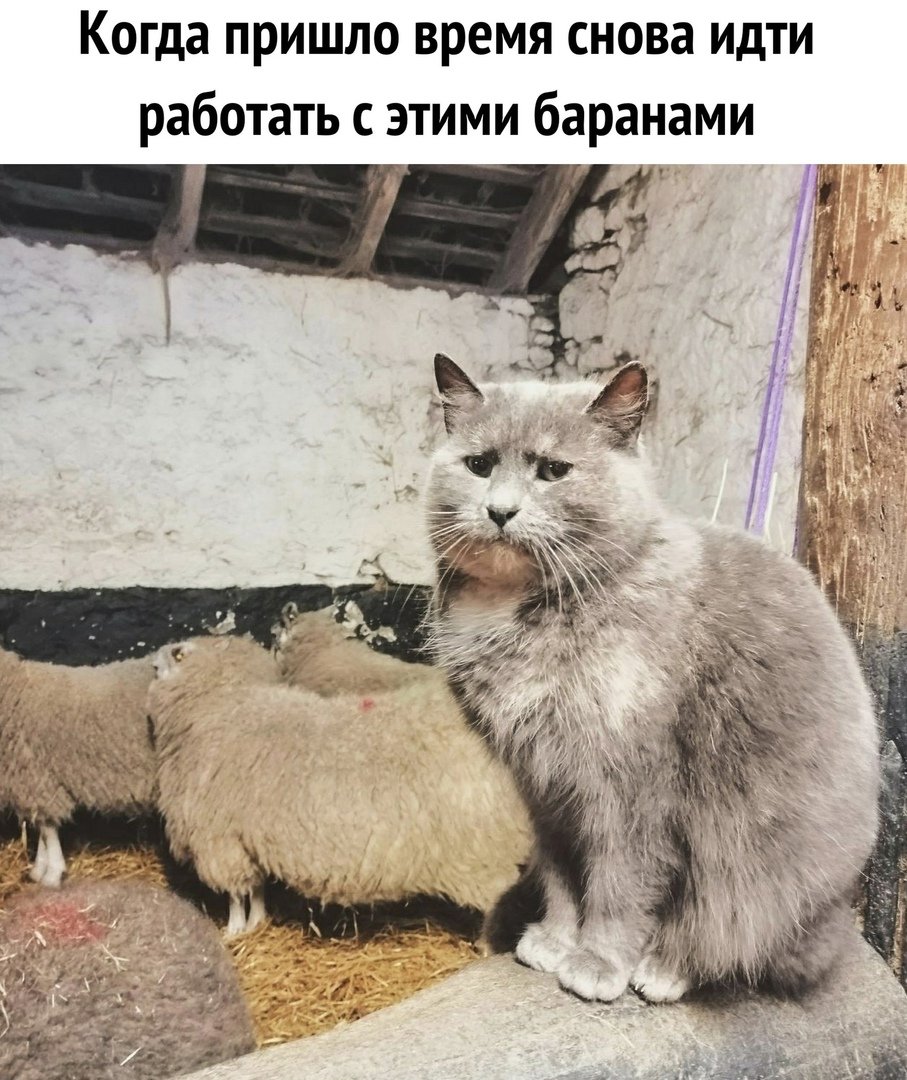 Кот на заводе