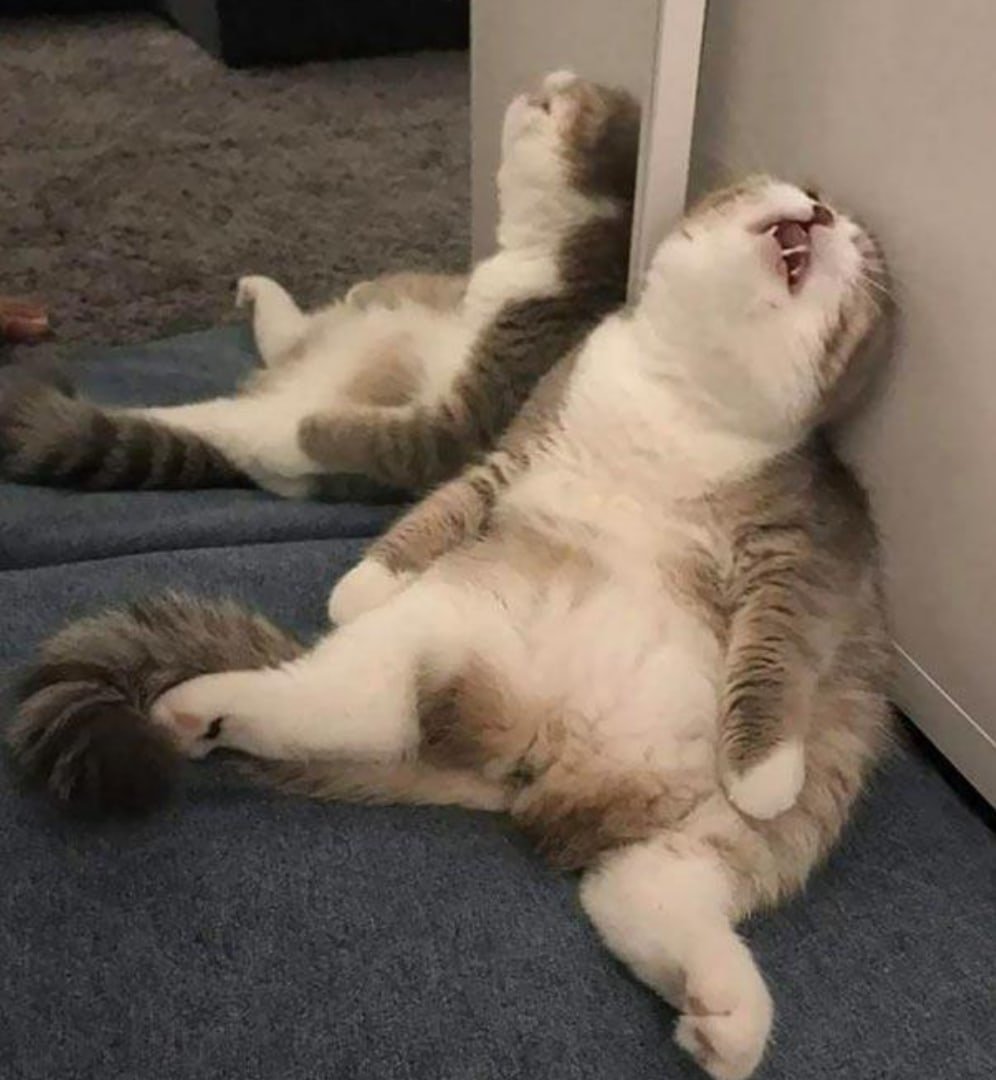 Завтра понедельник кот