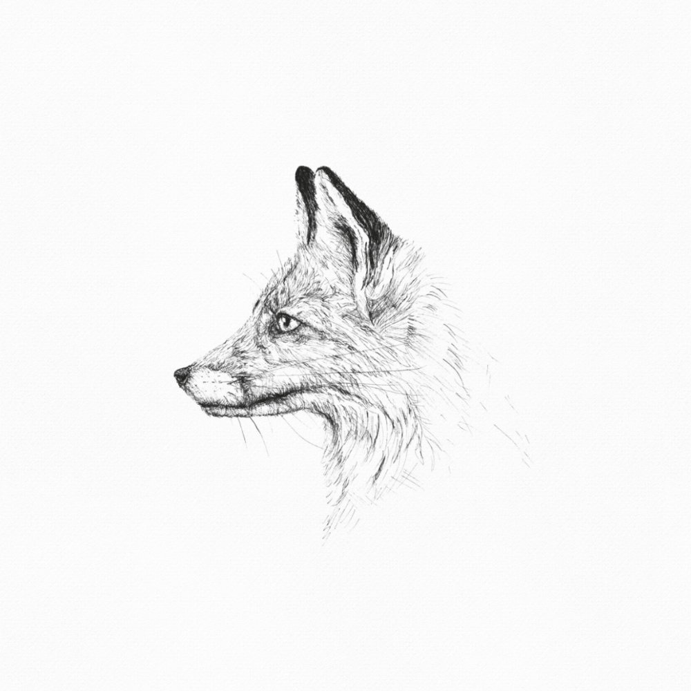 Лиса контурный рисунок