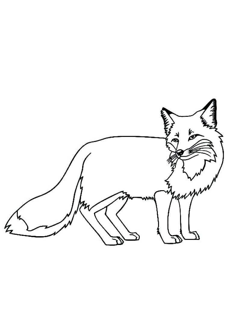 Морда лисы эскиз