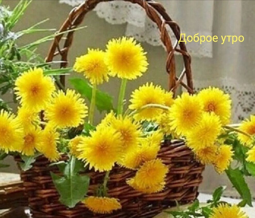 Цветы солнечное настроение