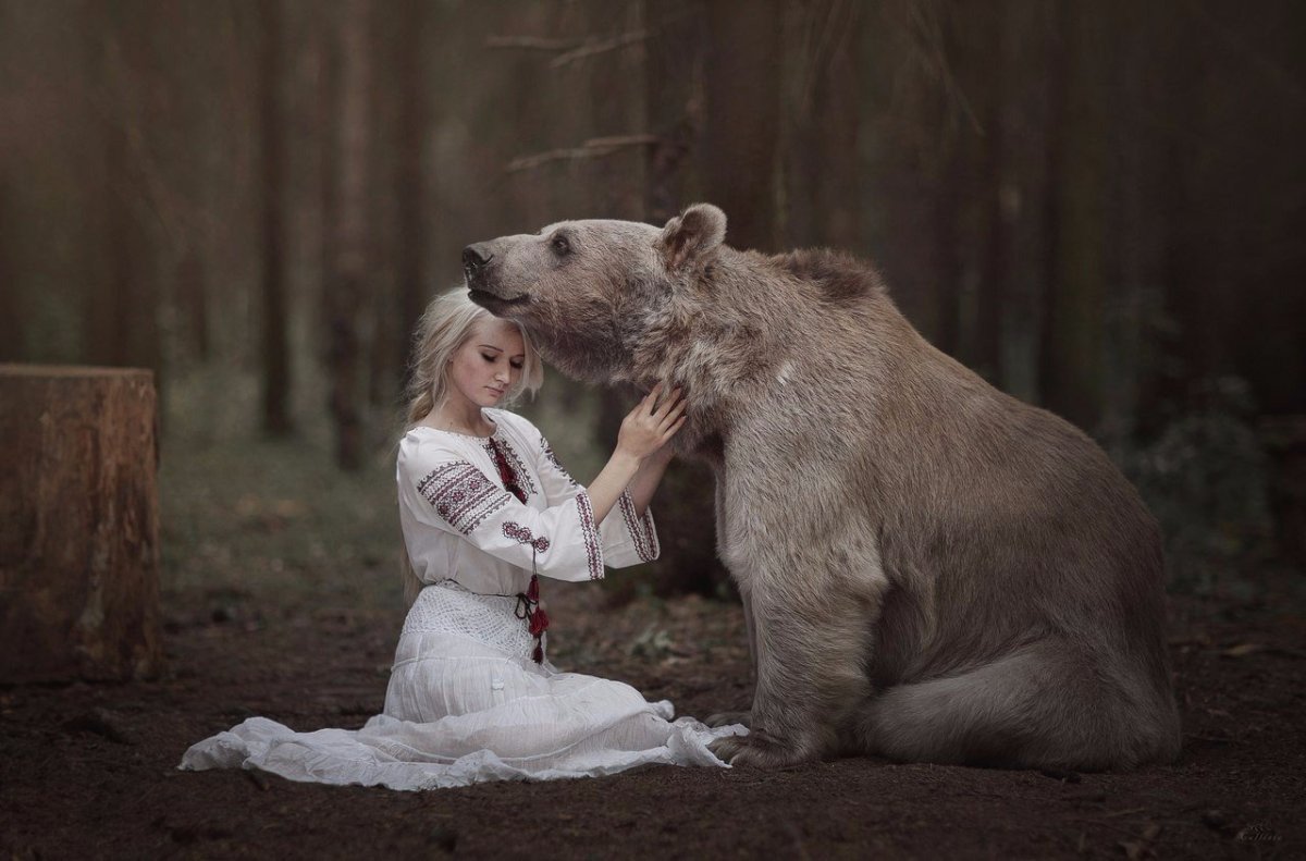 Кавказский заповедник бурый медведь