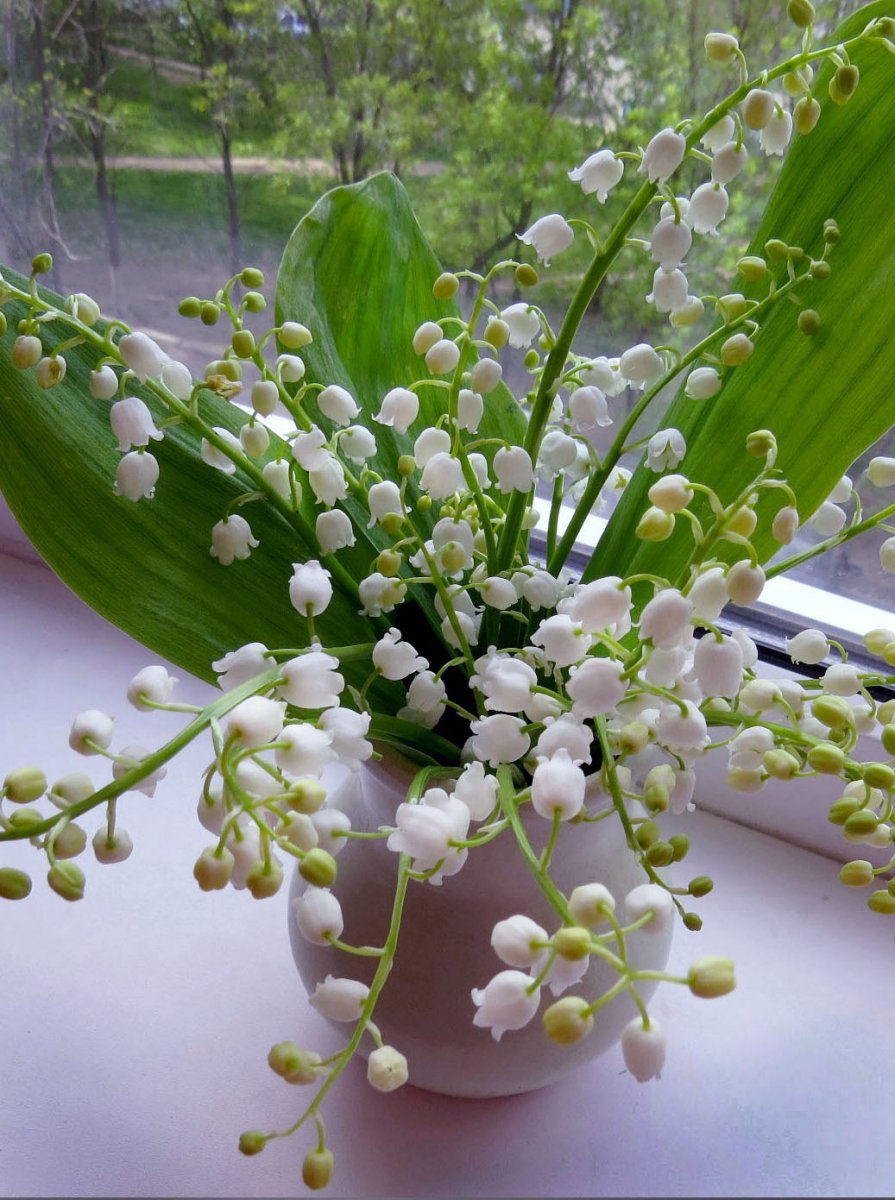 Ландыши Ландыши Ландыши Ландыши