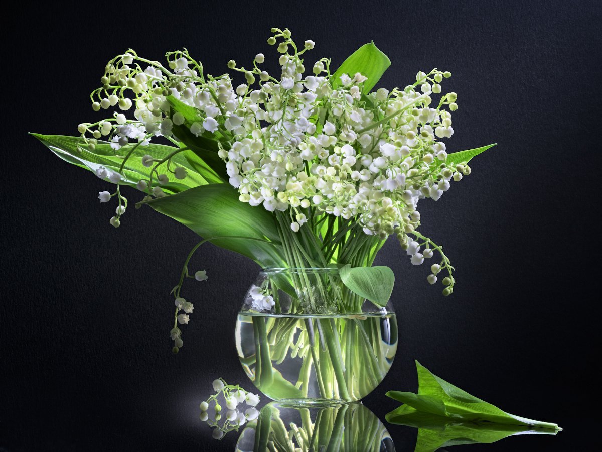 Ландыши Голландия