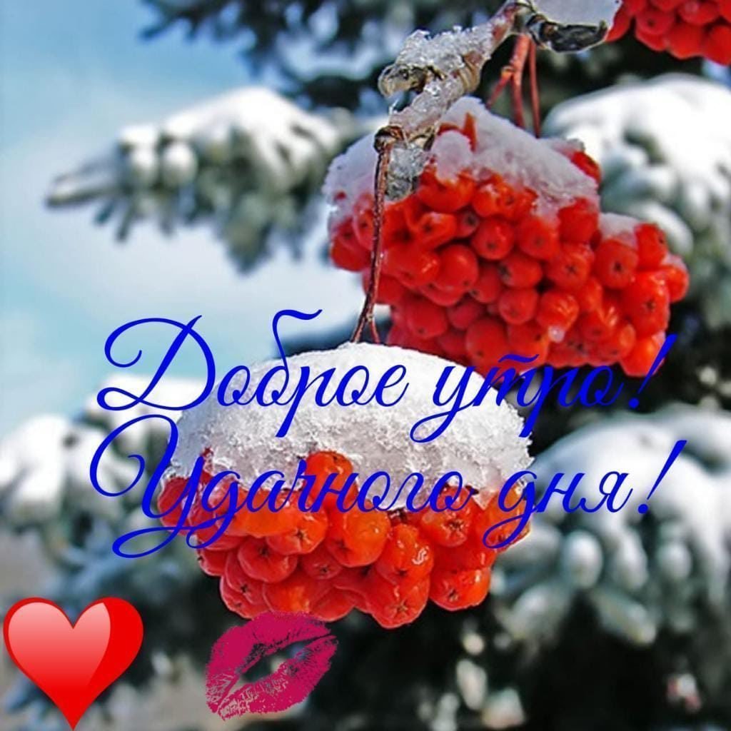 Рябина в снегу