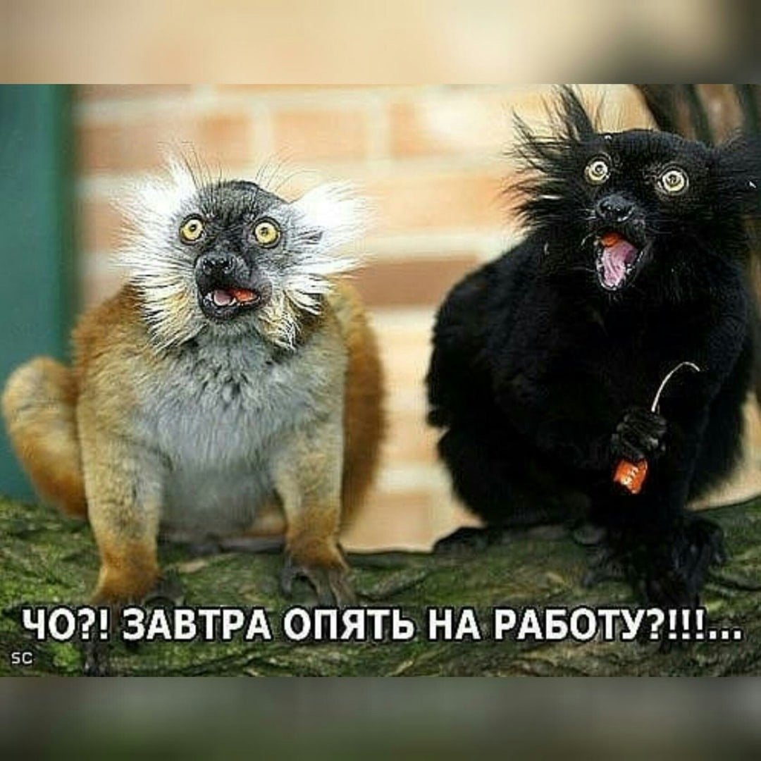 Господ за втра опять на работ