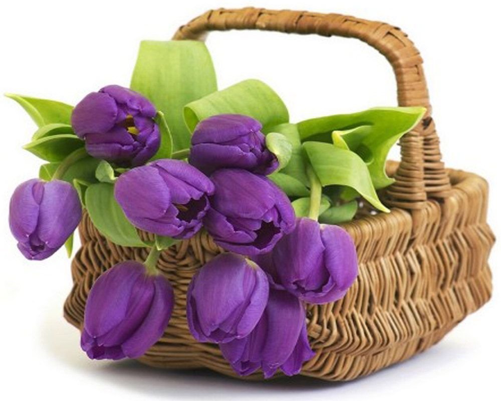 Корзинка с сиреневыми тюльпанами