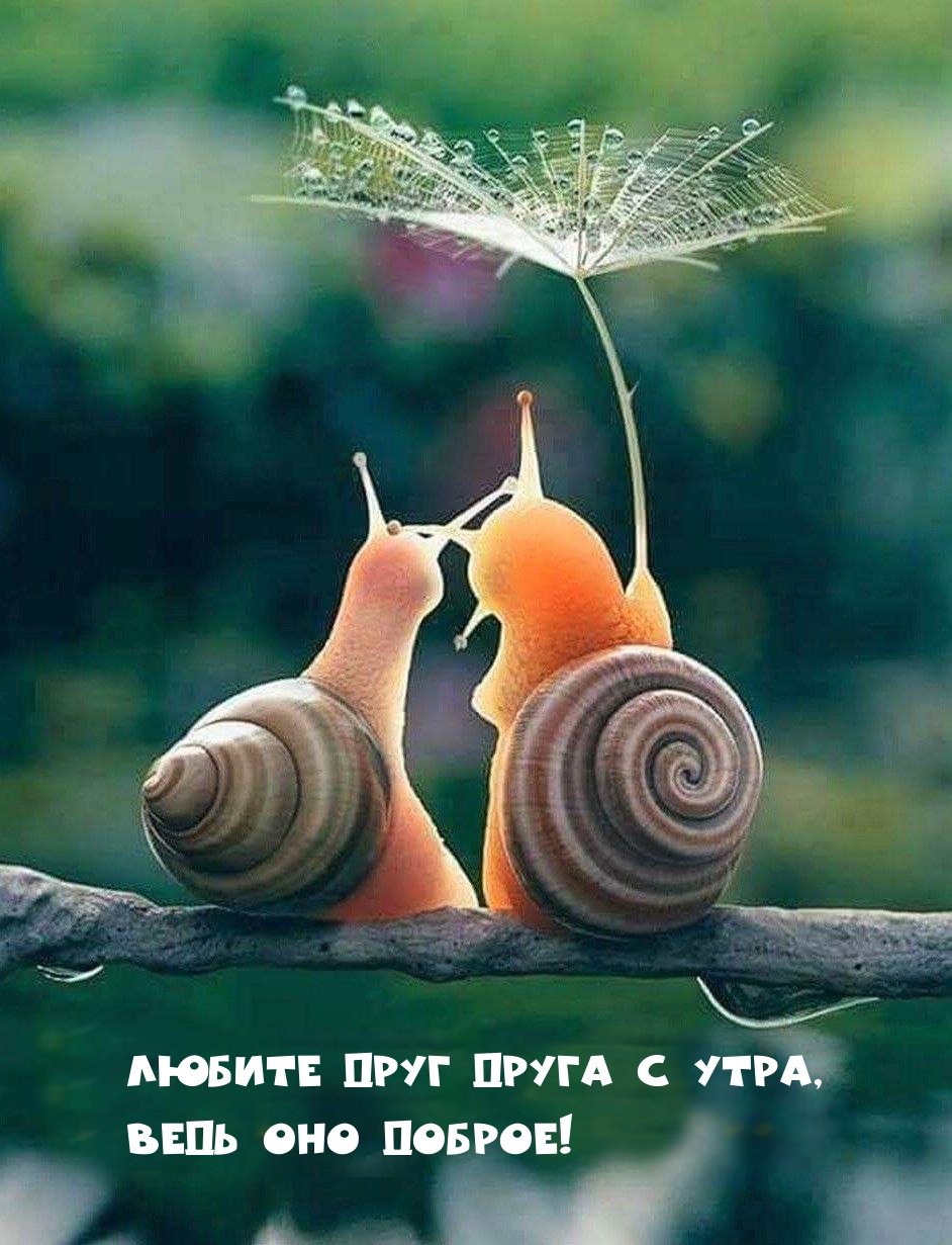 Забавная улитка