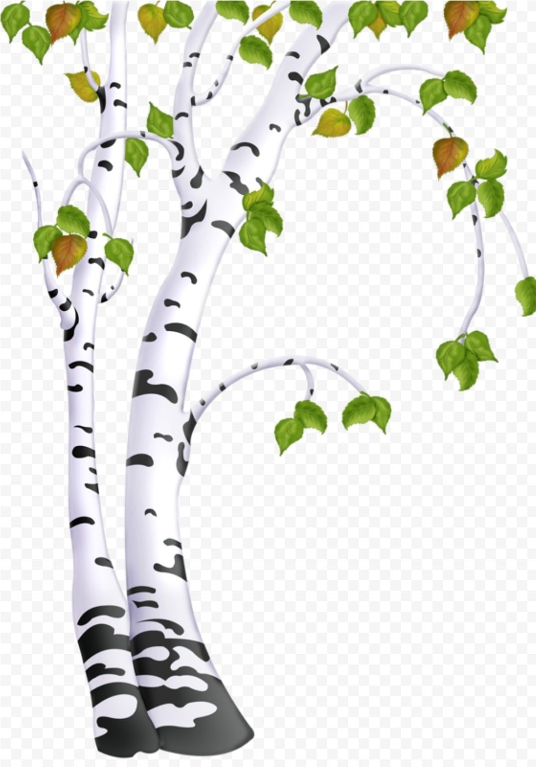 Береза мультяшная