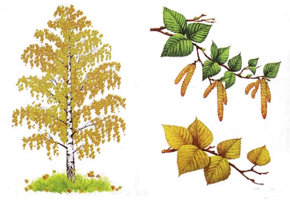 Владимир Деревенчук Березовая роща