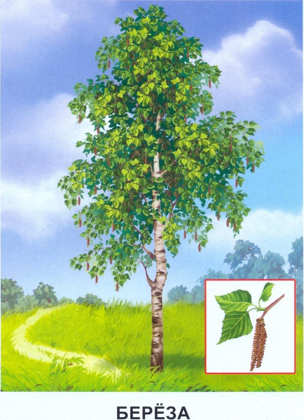 Русская природа березы птицы