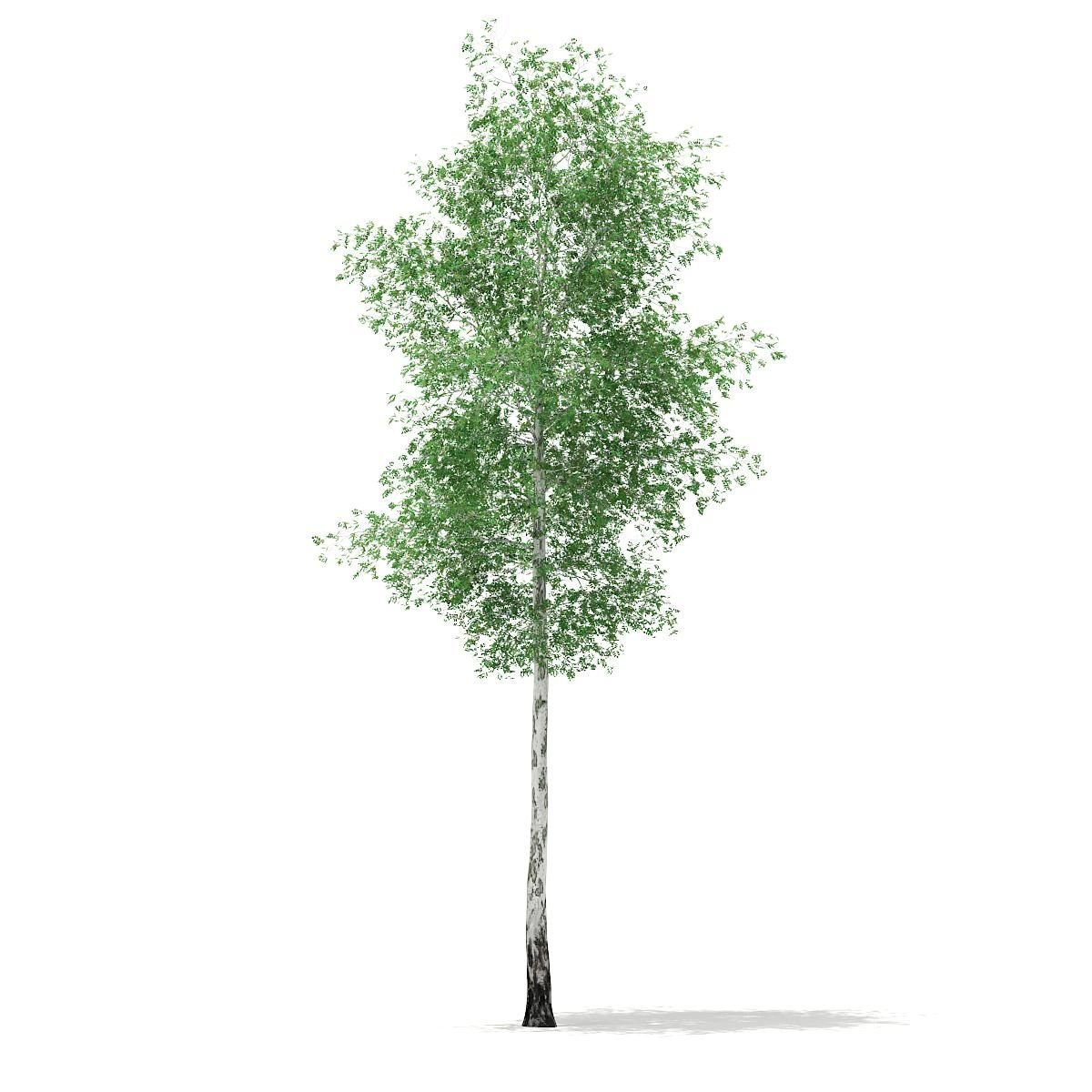 Береза rbet v1