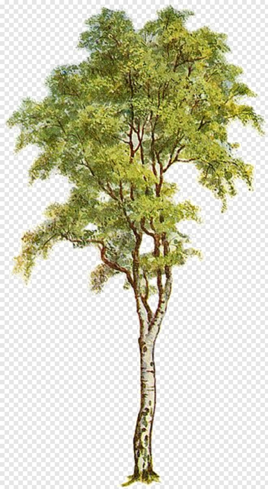 Весеннее дерево со скворечником