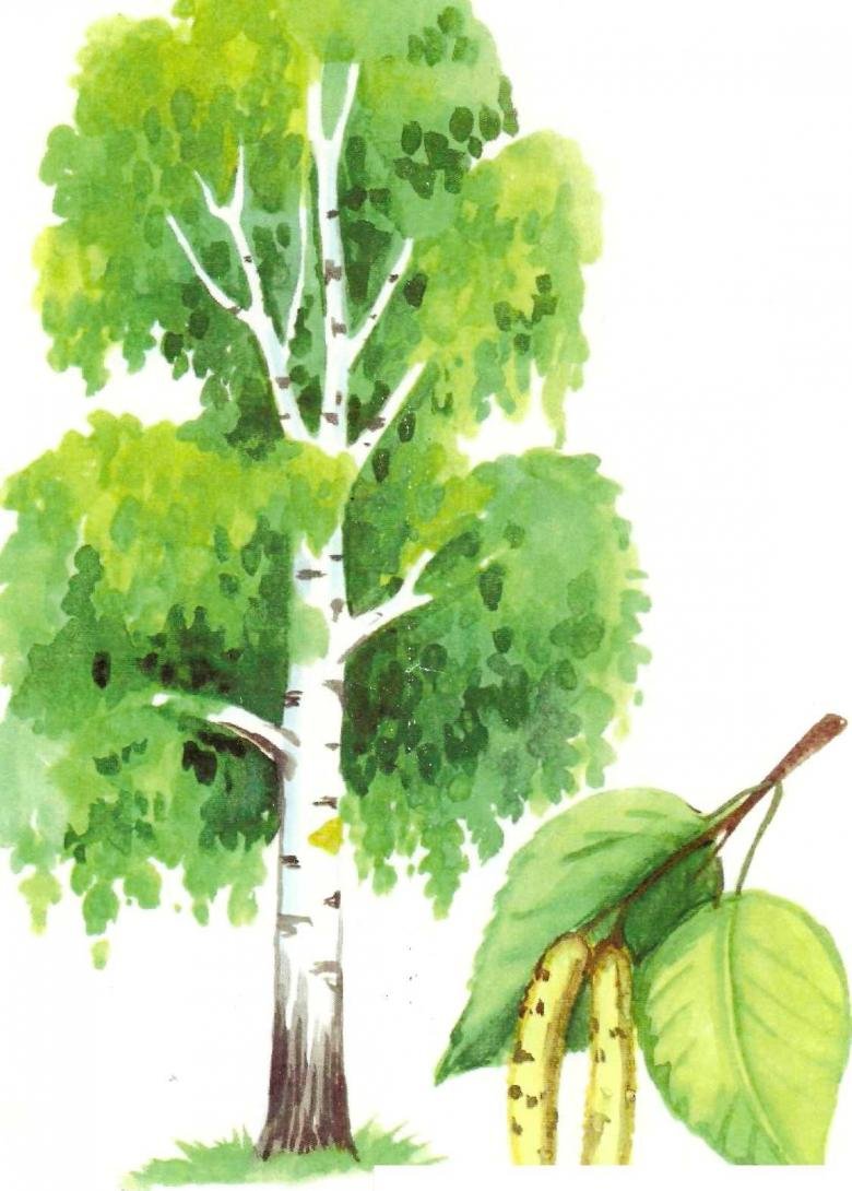 Береза для дошкольников