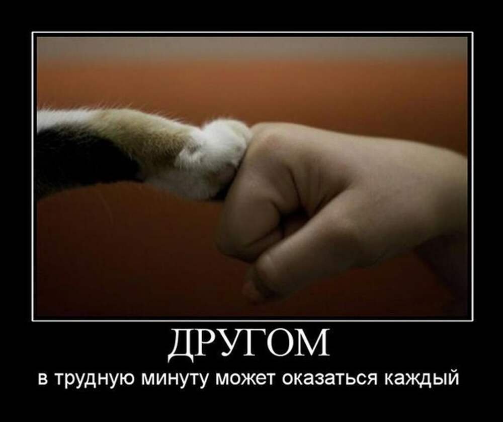 Кошачья лапа в руке человека