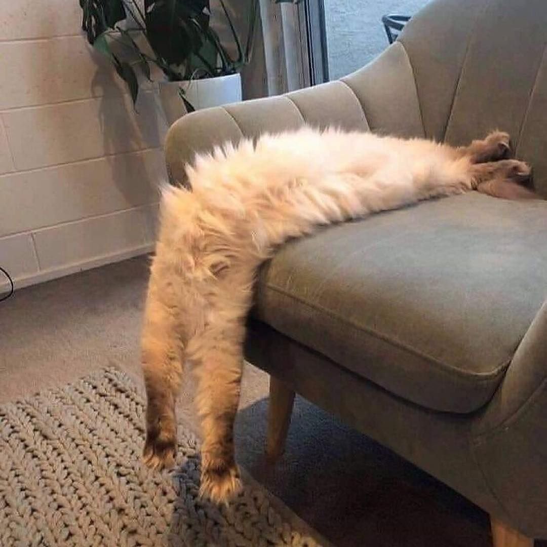 Ленивый кот