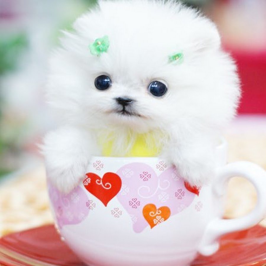 Померанский шпиц белый в чашке