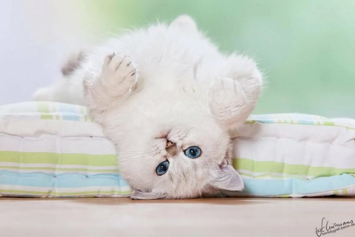 Доброе утро котенок