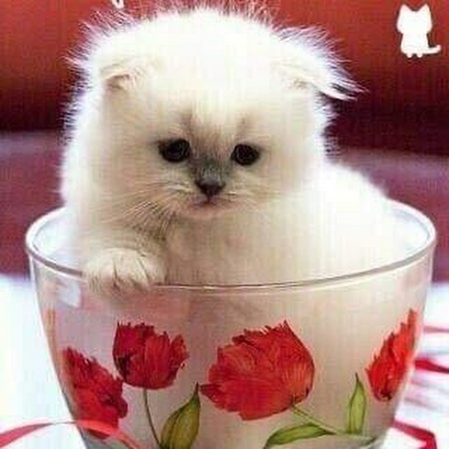 Доброе утро Светлана