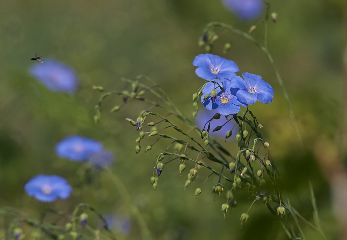 Лютики синие полевые