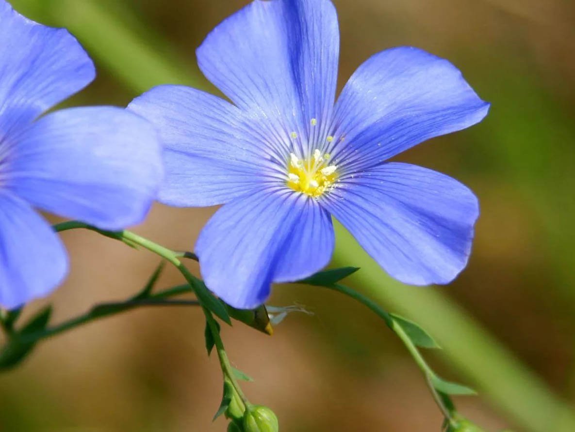 Лен шерстистый