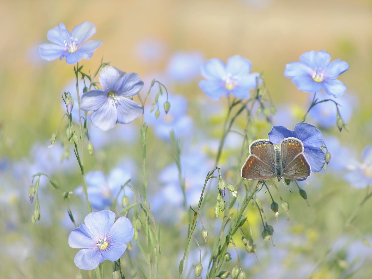 Голубые летние цветы