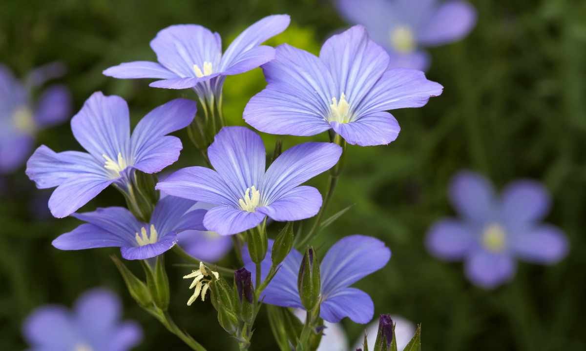 Ленок цветок