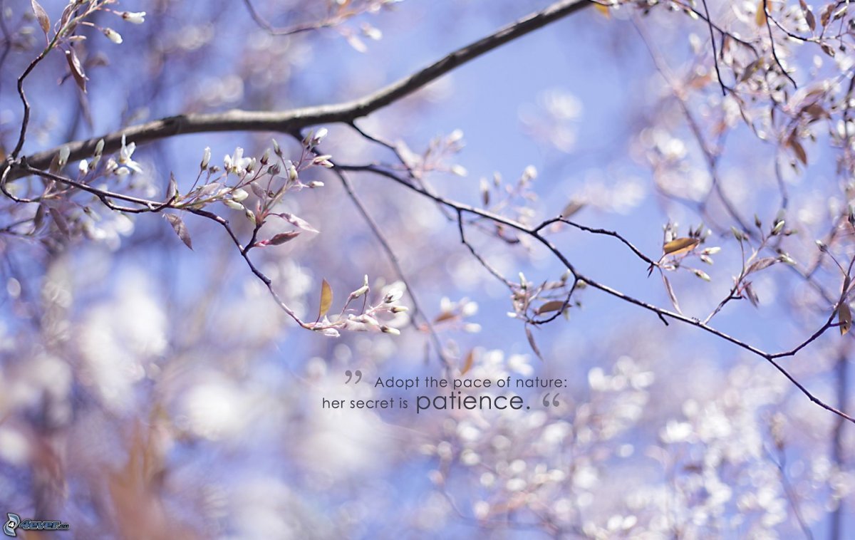 Желтые первоцветы крокусы