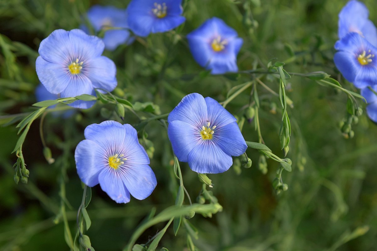 Лен многолетний Блу