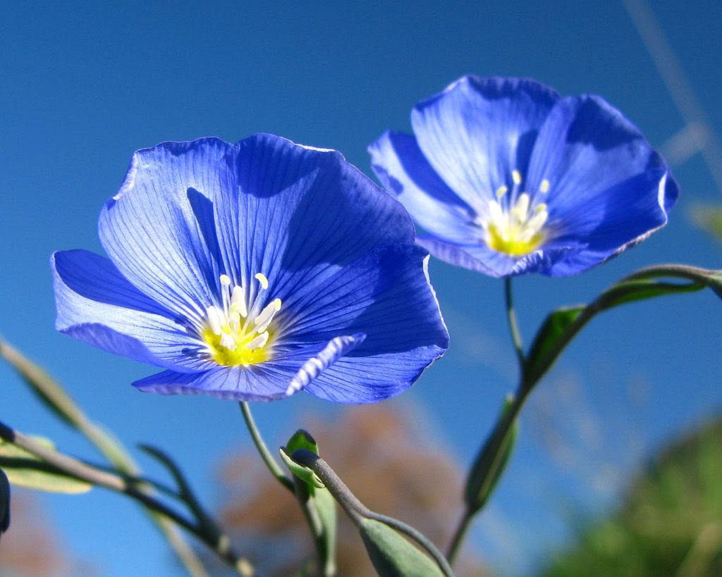 Лен голубой