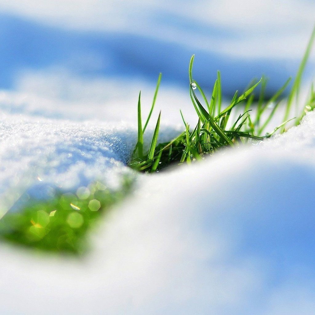 Пейзаж с подснежниками