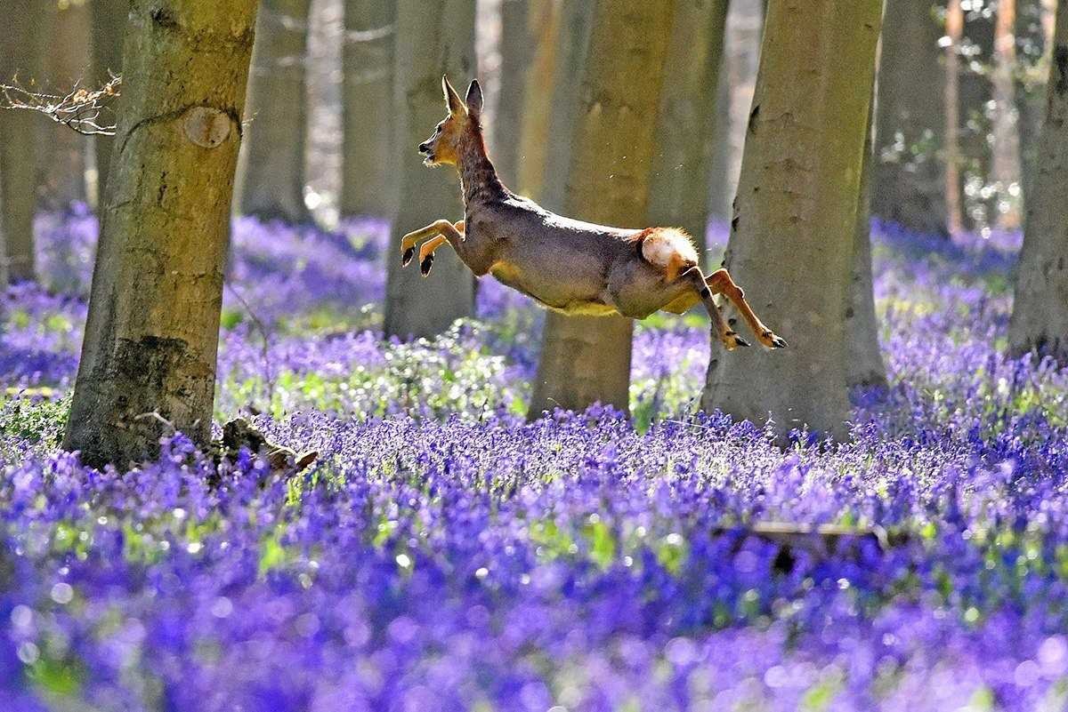 Весенний лес