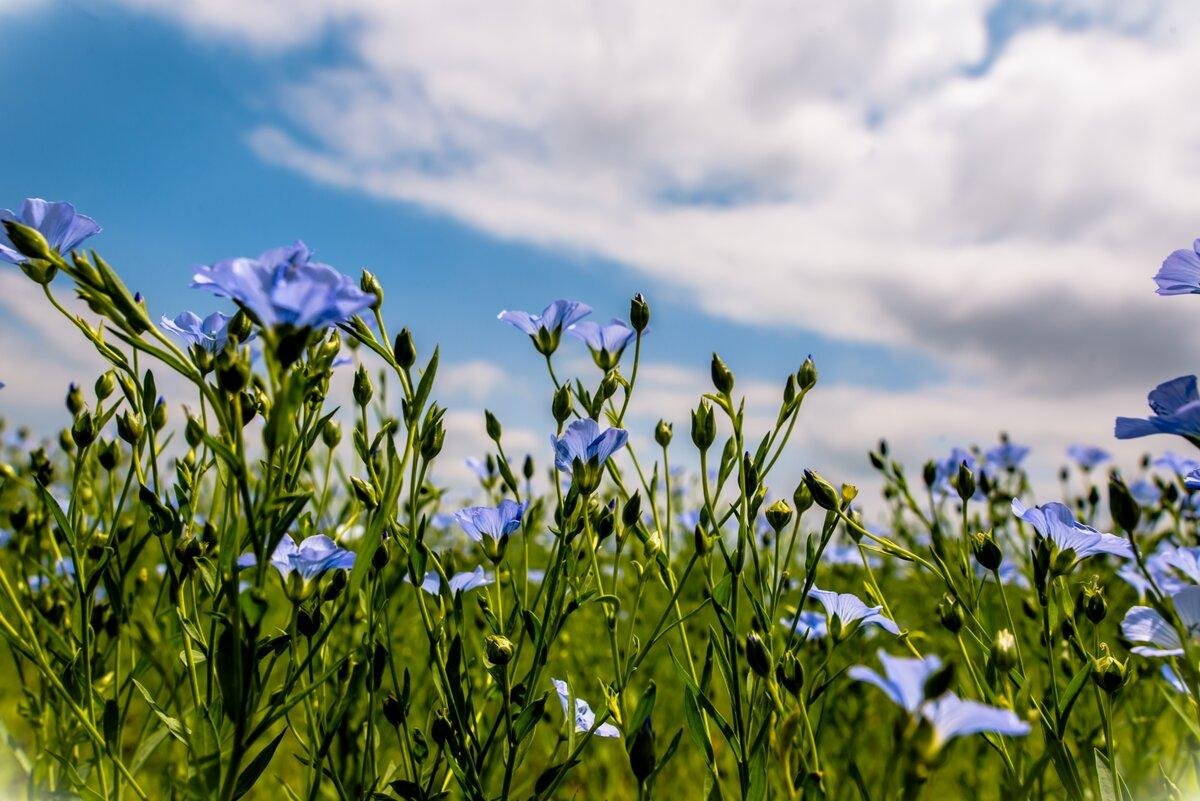 Лютик голубой полевой