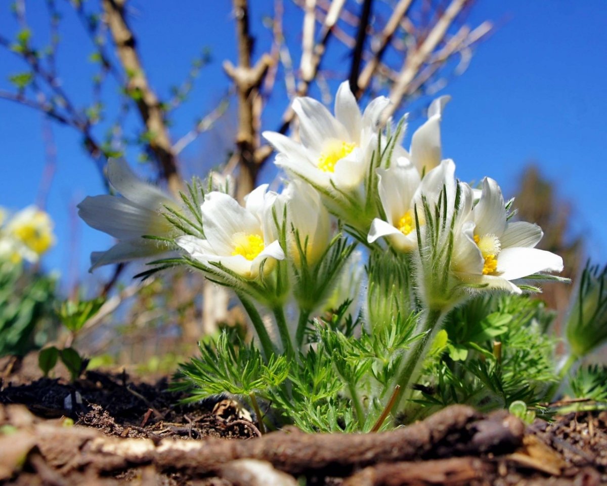 Прекрасная Весна