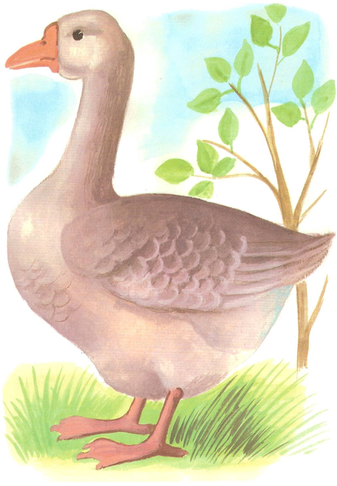 Goose Flashcard