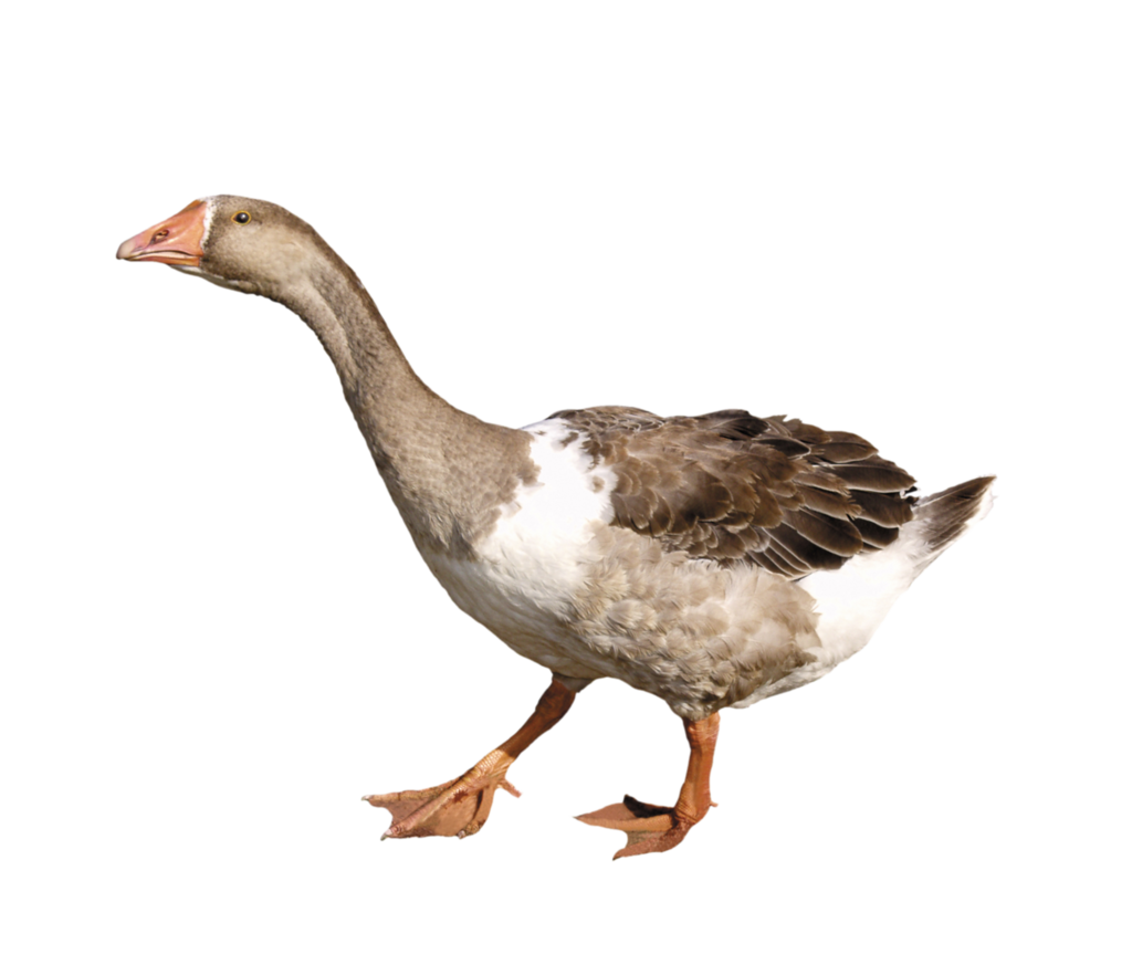 Иллюстрации Гусыни с гусятами