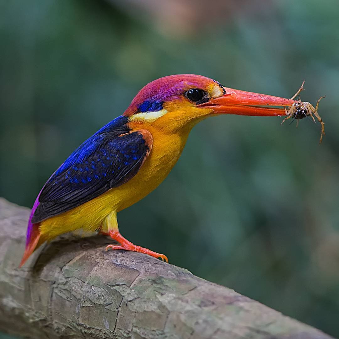 Фотограф Джонсон Чуа