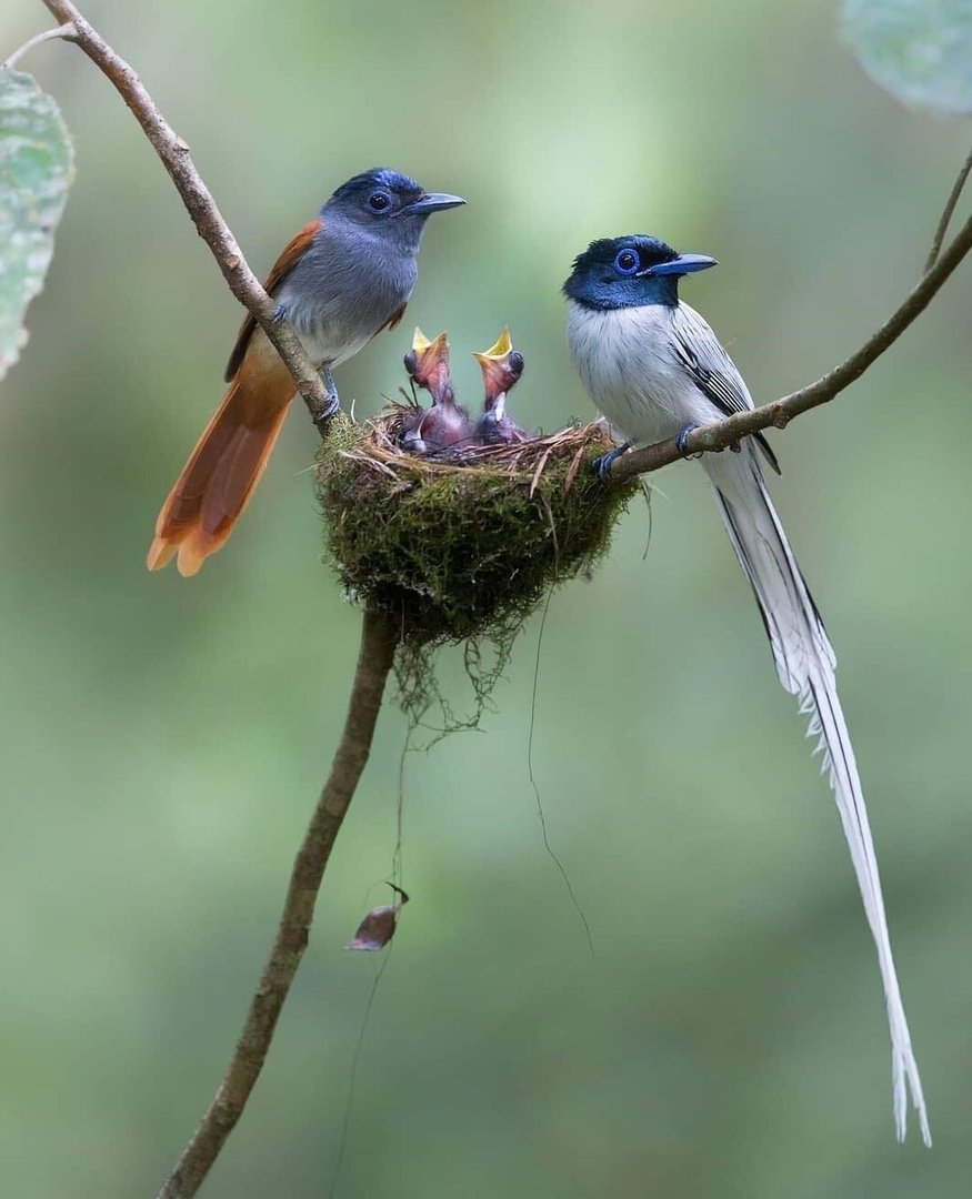 Летние птички